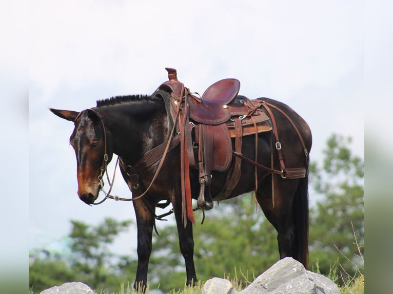 Mule Hongre 4 Ans 145 cm Bai cerise in Rebersburg