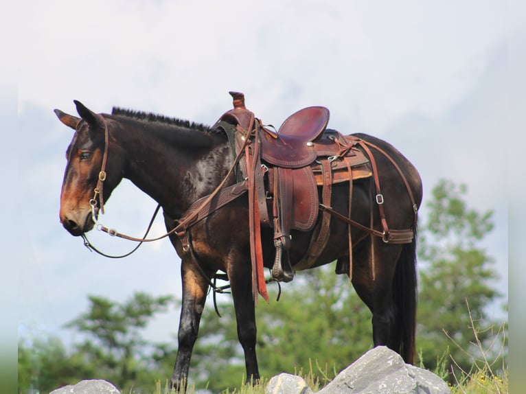 Mule Hongre 4 Ans 145 cm Bai cerise in Rebersburg