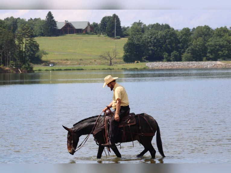 Mule Hongre 4 Ans 145 cm Bai cerise in Rebersburg