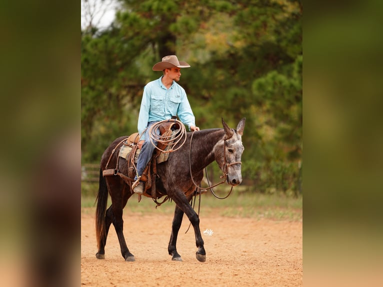 Mule Hongre 4 Ans 147 cm Gris in Huntsville