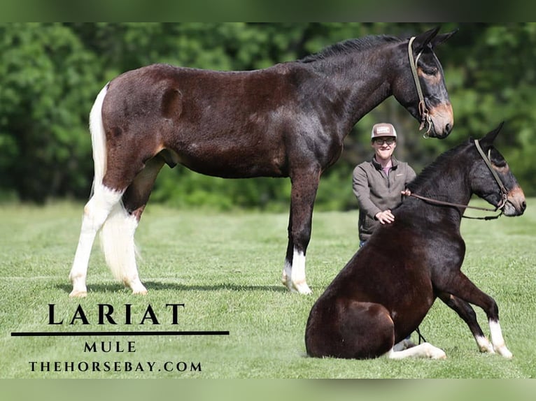 Mule Hongre 4 Ans 155 cm Noir in Parkers Lake, KY