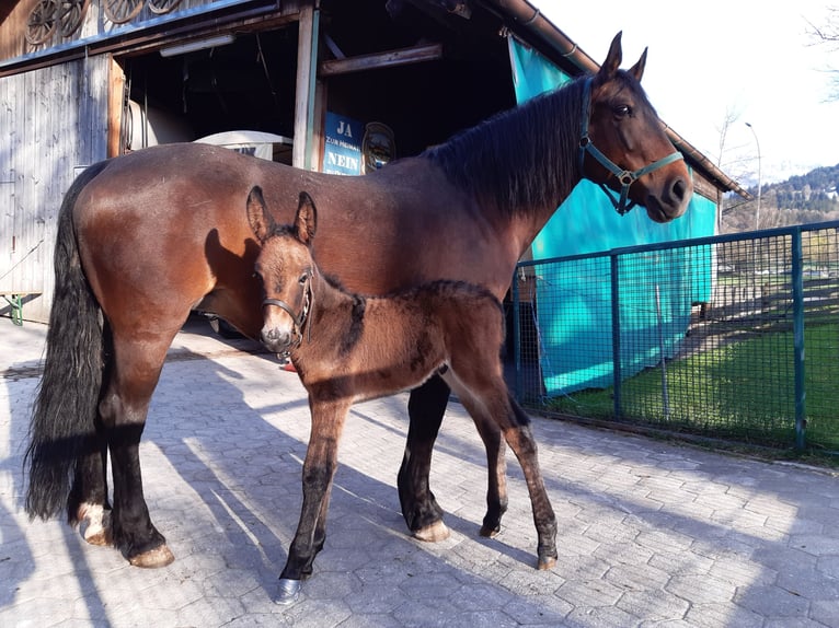 Mule Hongre 4 Ans 156 cm Bai in Garmisch-Partenkirchen