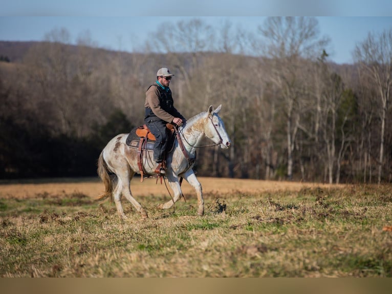 Mule Hongre 5 Ans 140 cm Pinto in Santa Fe