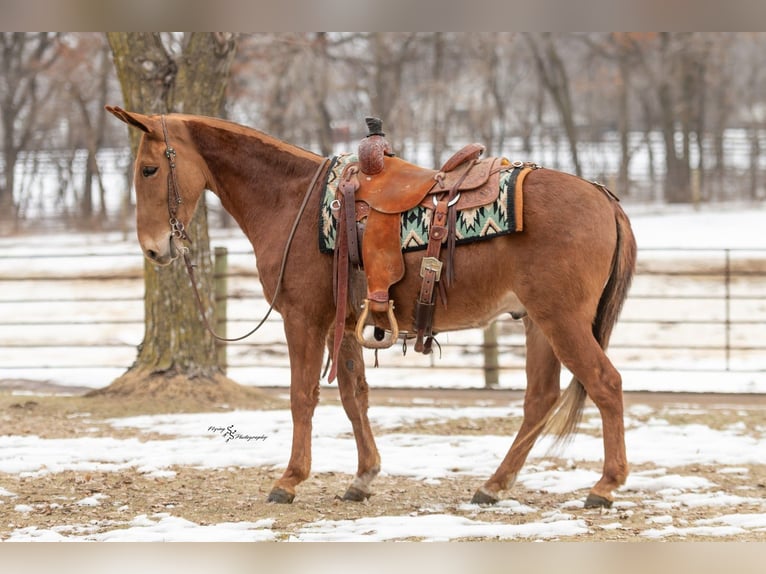 Mule Hongre 5 Ans 142 cm Alezan cuivré in Hastings