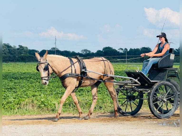 Mule Hongre 5 Ans 157 cm Palomino in Ames