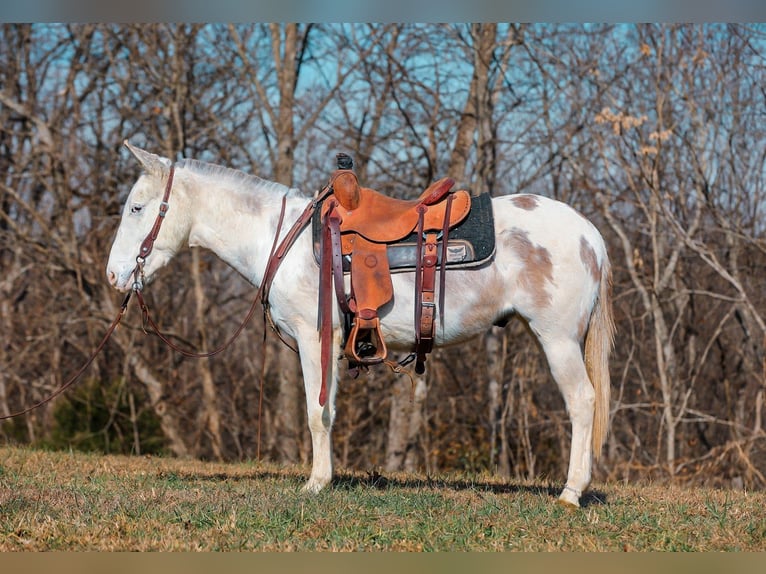 Mule Hongre 6 Ans 140 cm Pinto in Santa Fe
