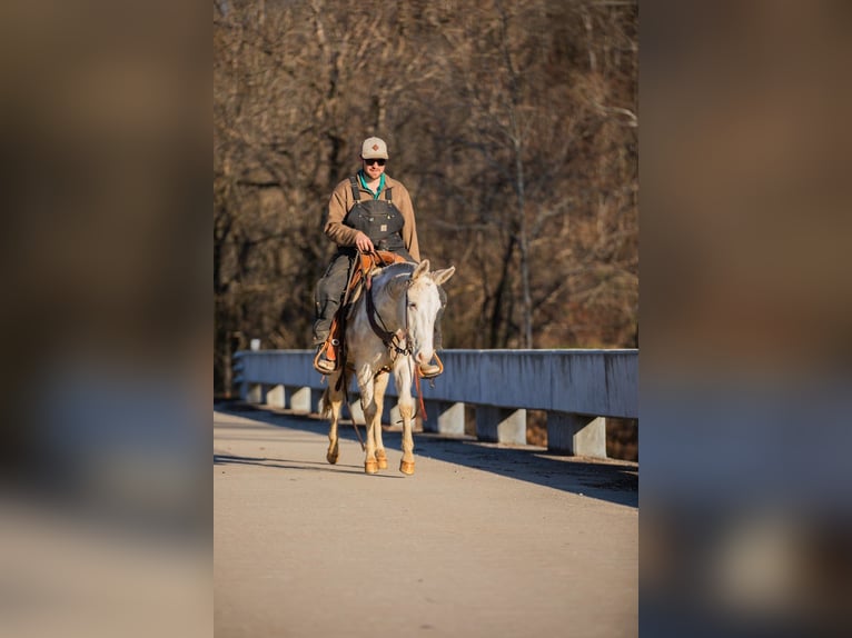Mule Hongre 6 Ans 140 cm Pinto in Santa Fe