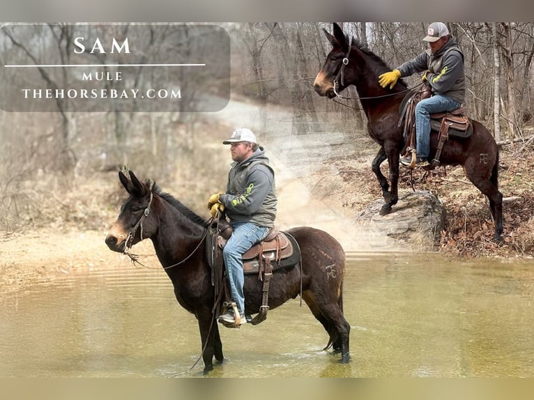 Mule Hongre 6 Ans 145 cm Bai cerise in Houston, MO