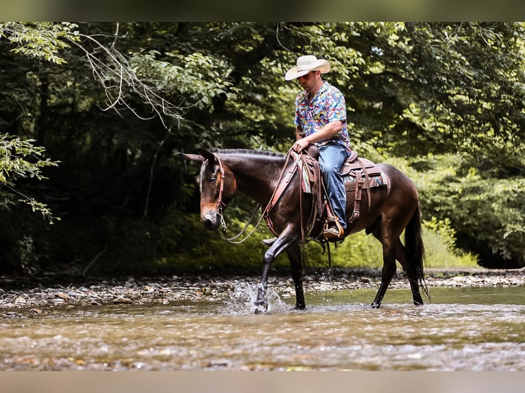 Mule Hongre 6 Ans 152 cm Bai cerise in Santa Fe TN