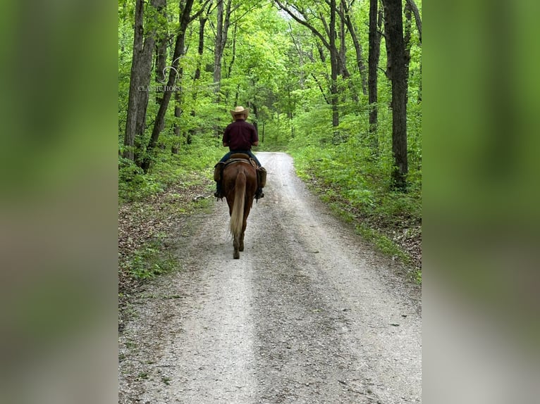 Mule Hongre 6 Ans 163 cm Alezan cuivré in Gerald, MO