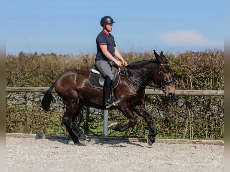 Mule Hongre 6 Ans 163 cm Bai brun in Neustadt (Wied)
