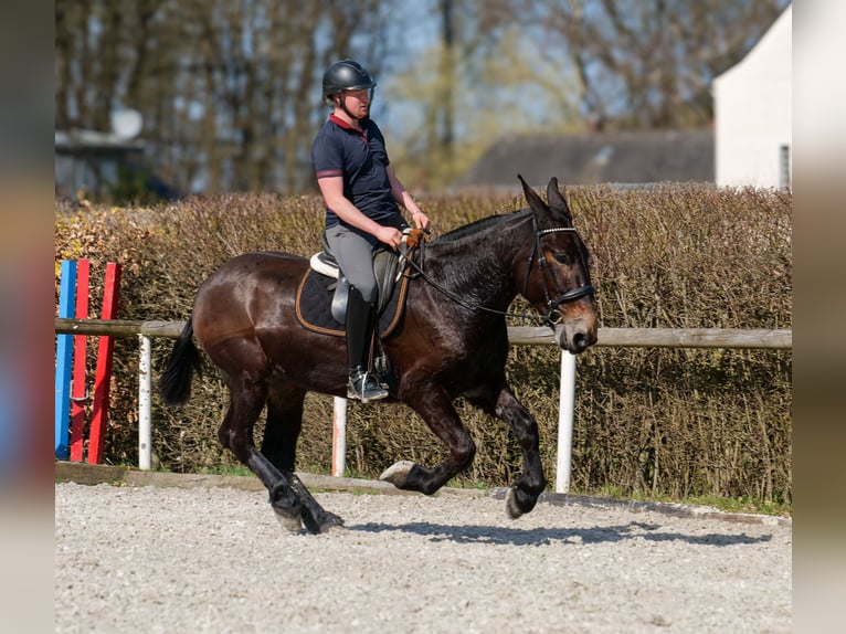 Mule Hongre 6 Ans 163 cm Bai brun in Neustadt (Wied)