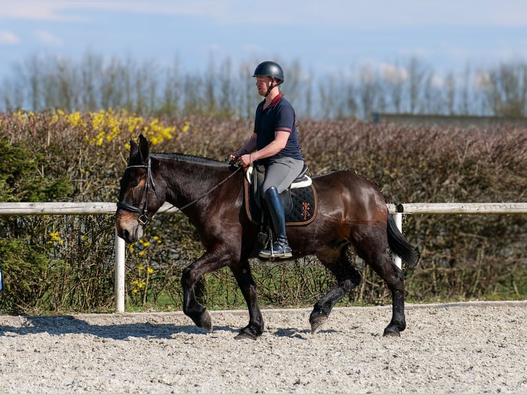 Mule Hongre 6 Ans 163 cm Bai brun in Neustadt (Wied)
