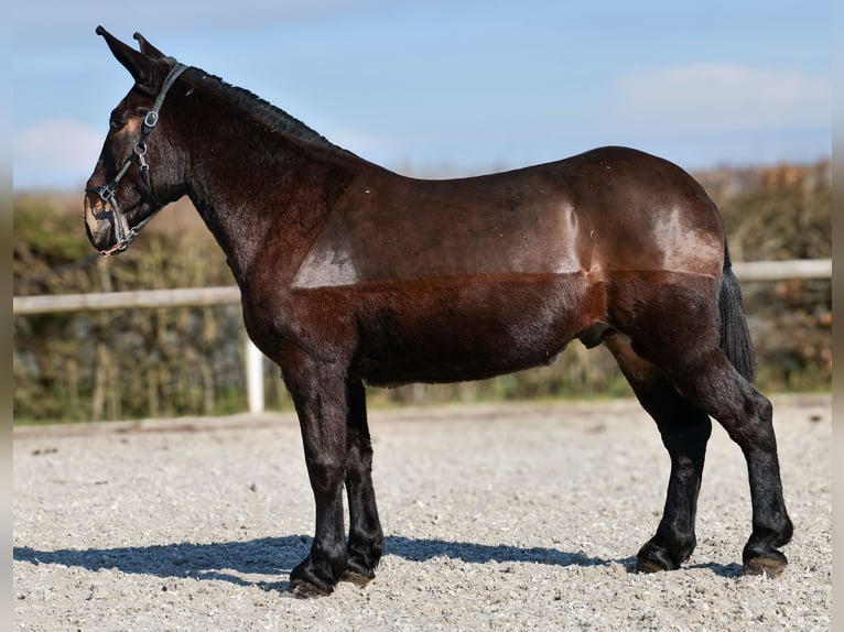 Mule Hongre 6 Ans 163 cm Bai brun in Neustadt (Wied)