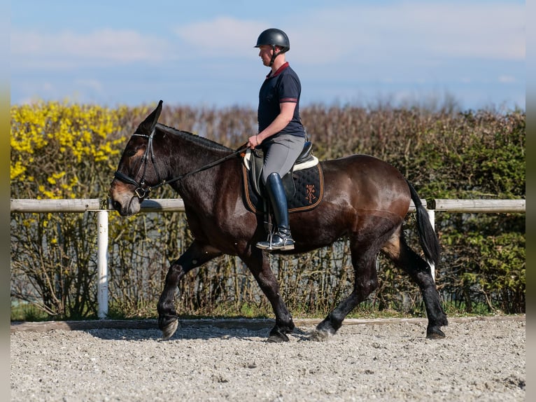 Mule Hongre 6 Ans 163 cm Bai brun in Neustadt (Wied)