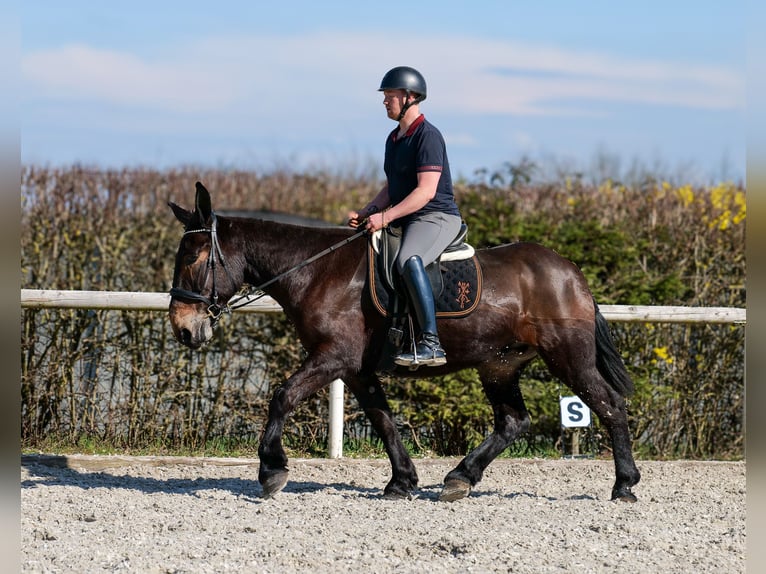 Mule Hongre 6 Ans 163 cm Bai brun in Neustadt (Wied)