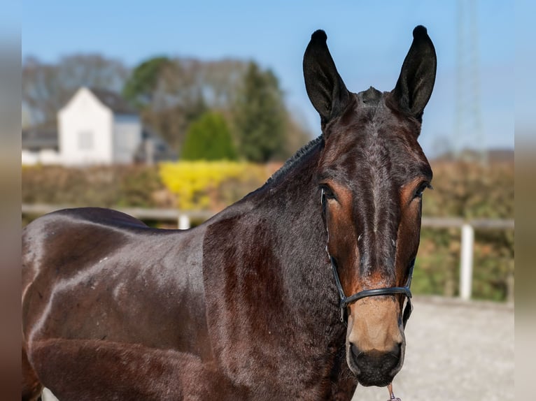 Mule Hongre 6 Ans 163 cm Bai brun in Neustadt (Wied)