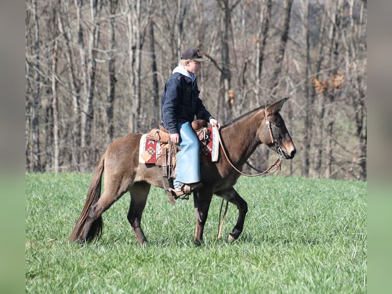 Mule Hongre 7 Ans 132 cm Grullo in Mount Vernon