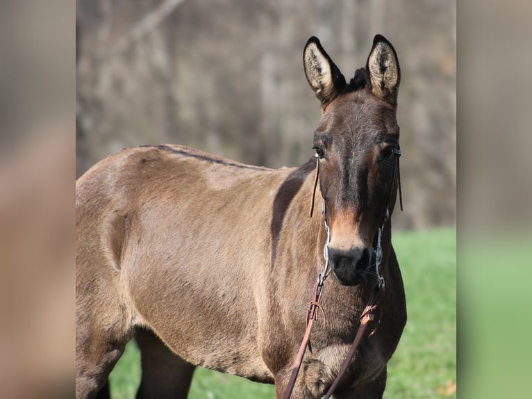 Mule Hongre 7 Ans 132 cm Grullo in Mount Vernon