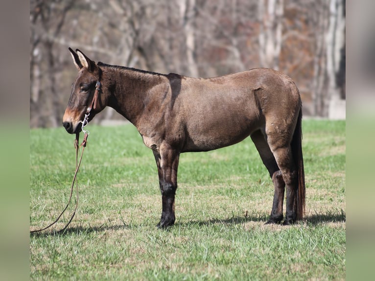 Mule Hongre 7 Ans 132 cm Grullo in Mount Vernon