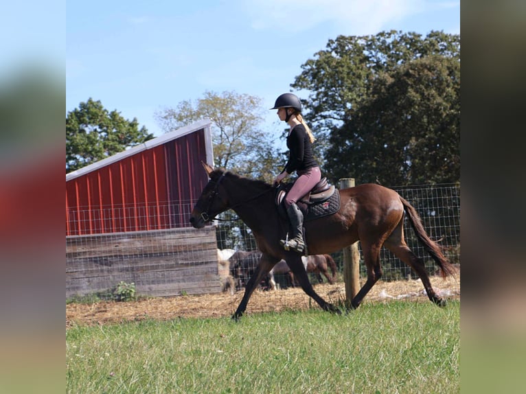 Mule Hongre 7 Ans 140 cm Bai cerise in Howell