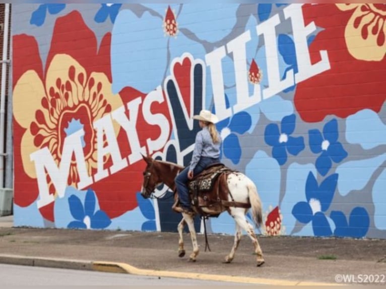 Mule Hongre 7 Ans 145 cm Alezan brûlé in Brooksville KY