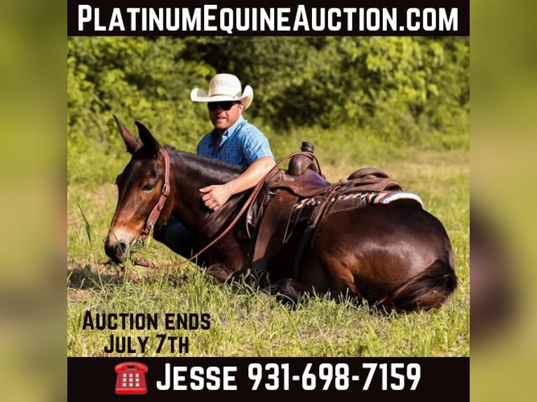 Mule Hongre 7 Ans 152 cm Bai cerise in Santa Fe TN
