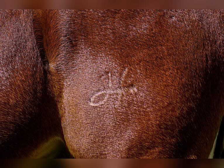 Mule Hongre 7 Ans 157 cm Alezan cuivré in Somerset KY Mule Hongre 7 Ans 157 cm Alezan cuivré in Somerset KY