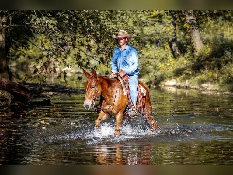 Mule Hongre 7 Ans 157 cm Alezan cuivré in Somerset KY Mule Hongre 7 Ans 157 cm Alezan cuivré in Somerset KY