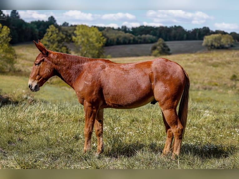 Mule Hongre 7 Ans 157 cm Alezan cuivré in Somerset KY Mule Hongre 7 Ans 157 cm Alezan cuivré in Somerset KY