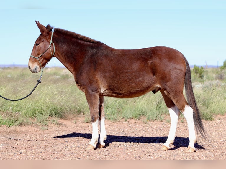 Mule Hongre 7 Ans 157 cm Bai cerise in Snowflake