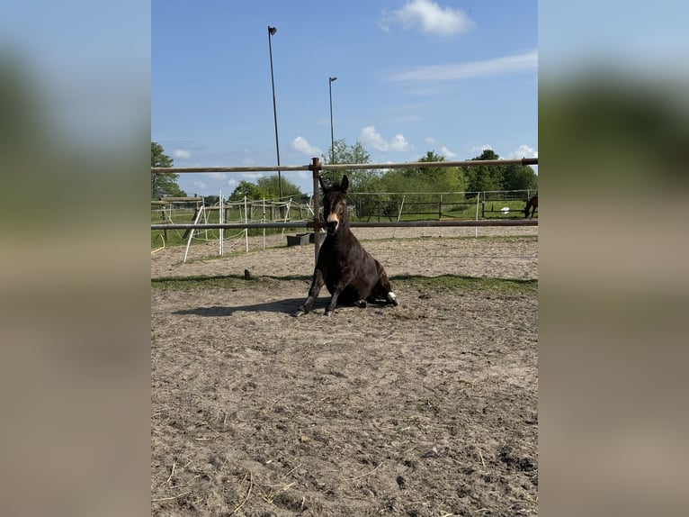 Mule Hongre 8 Ans 105 cm Bai in Hamburg Kirchwerder