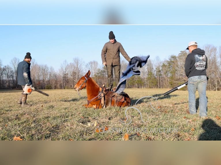 Mule Hongre 8 Ans 132 cm Alezan cuivré in Whitley City, KY