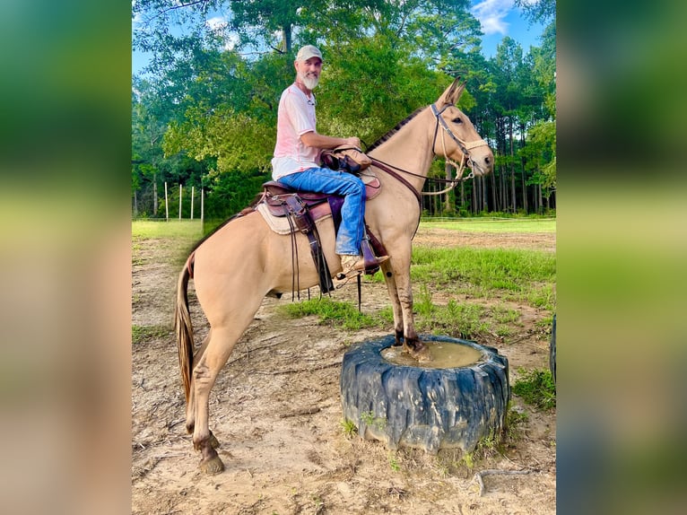 Mule Hongre 8 Ans 155 cm in Vaughan, MS