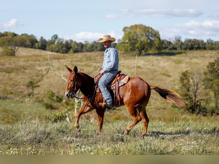 Mule Hongre 8 Ans 157 cm Alezan cuivré in Somerset KY