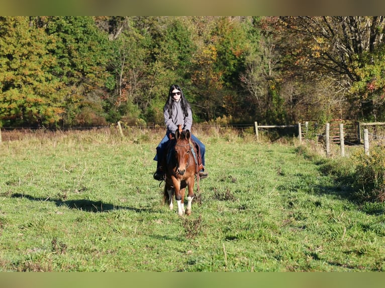 Mule Hongre 8 Ans Bai cerise in Beaver Springs
