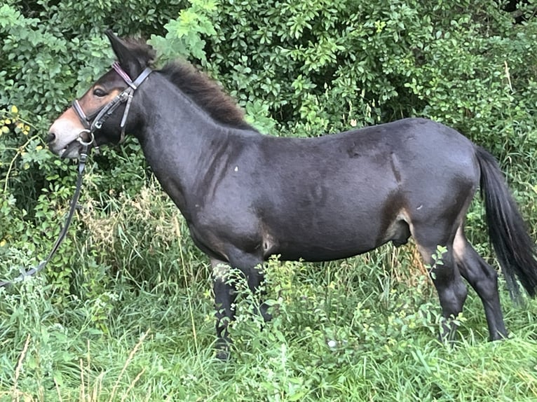 Mule Hongre 9 Ans 110 cm Bai in Ursensollen