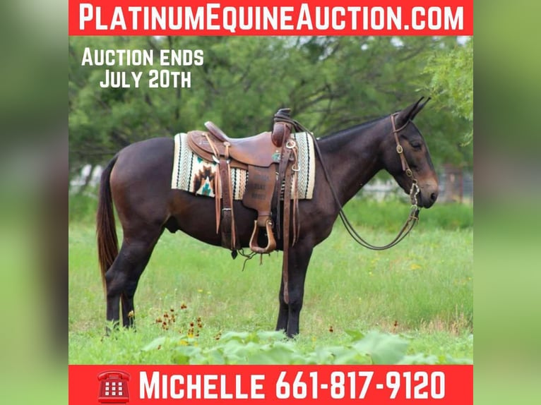 Mule Hongre 9 Ans 137 cm Noir in Stephenville TX