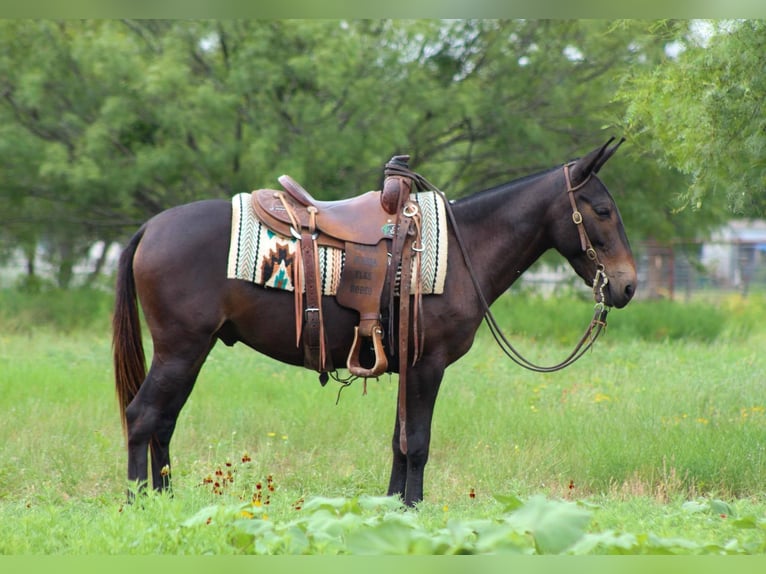 Mule Hongre 9 Ans 137 cm Noir in Stephenville TX