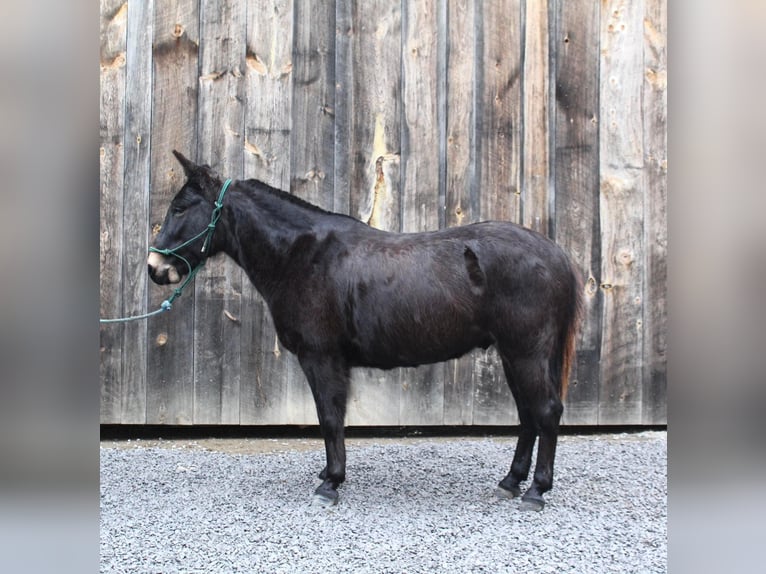 Mule Hongre 9 Ans 142 cm Noir in Everett PA