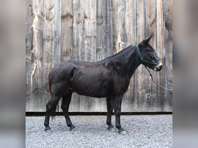 Mule Hongre 9 Ans 142 cm Noir in Everett PA