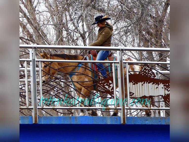 Mule Hongre 9 Ans 145 cm in Laporte, CO