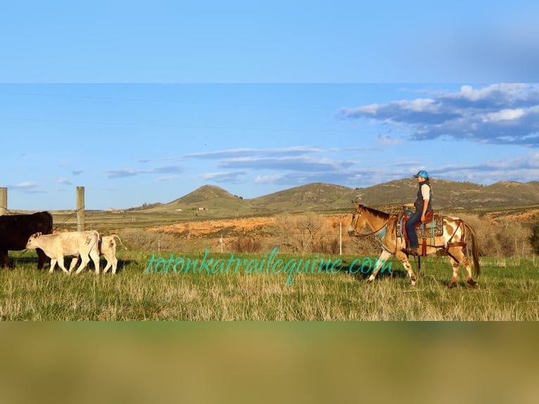 Mule Hongre 9 Ans 145 cm in Laporte, CO