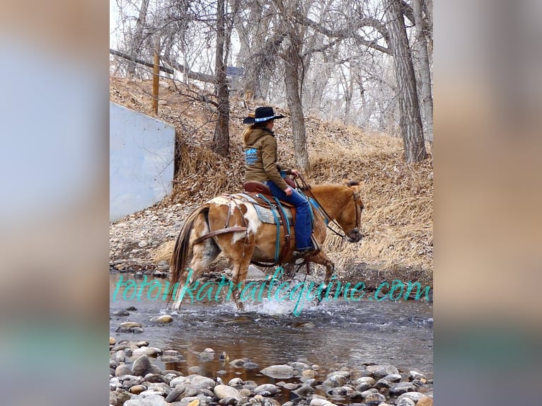 Mule Hongre 9 Ans 145 cm in Laporte, CO