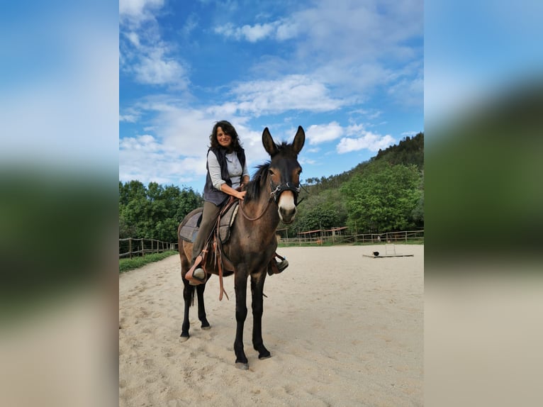Mule Hongre 9 Ans 148 cm Bai brun foncé in Eglfing