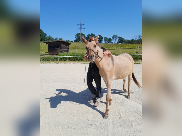 Mule Croisé Hongre 9 Ans 148 cm Isabelle in Sulz im Wienerwald