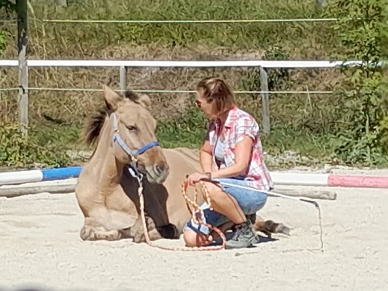 Mule Croisé Hongre 9 Ans 148 cm Isabelle in Sulz im Wienerwald