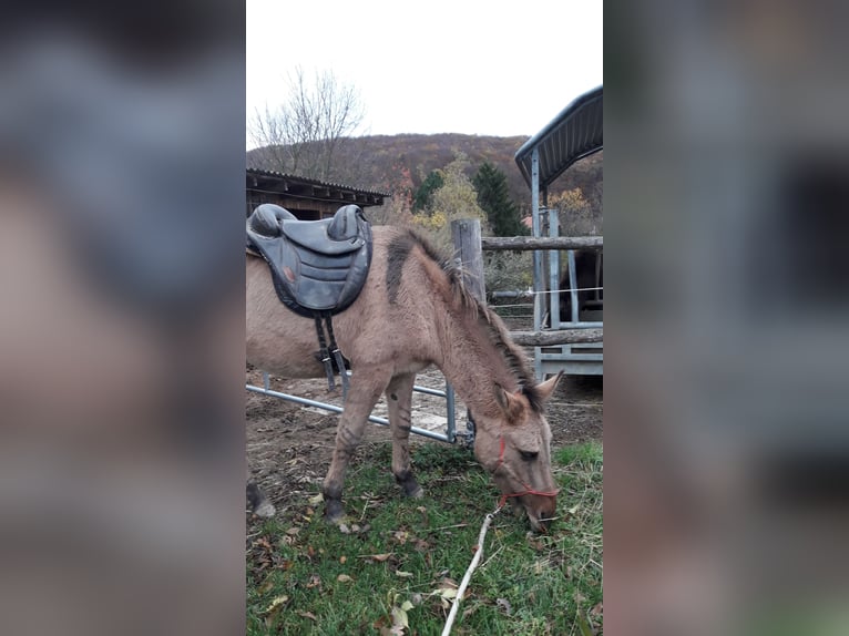 Mule Croisé Hongre 9 Ans 148 cm Isabelle in Sulz im Wienerwald