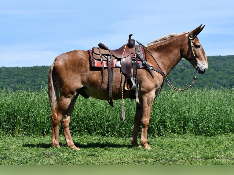 Mule Hongre 9 Ans 163 cm Alezan cuivré in Rebersburg