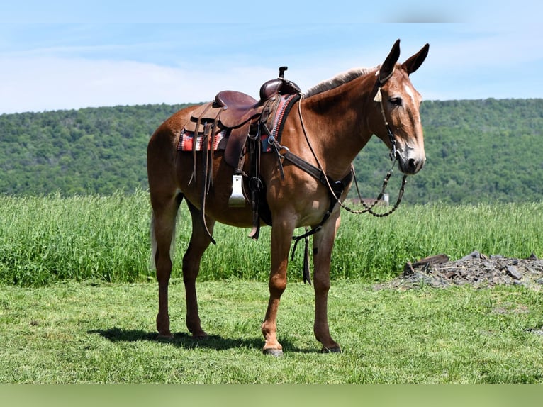 Mule Hongre 9 Ans 163 cm Alezan cuivré in Rebersburg